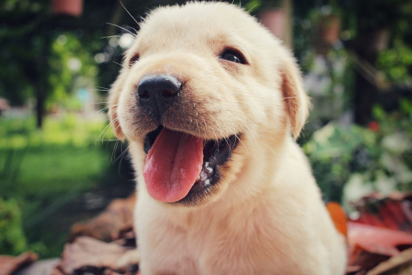 Chiot labrador