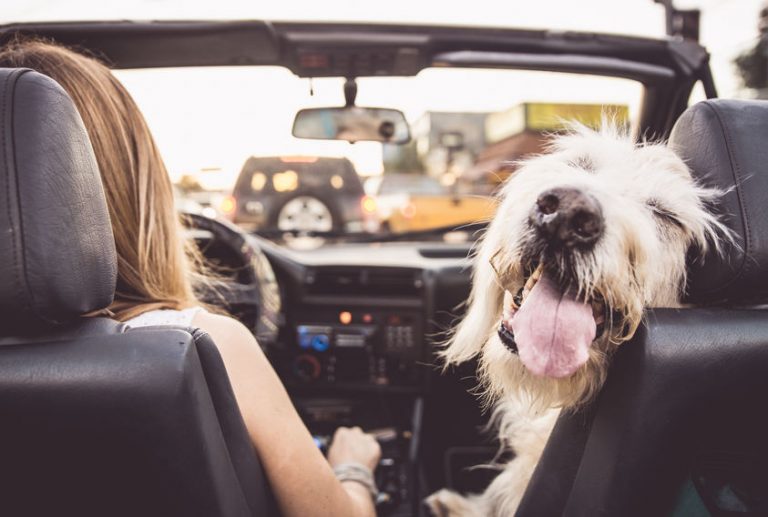 Chien malade en voiture