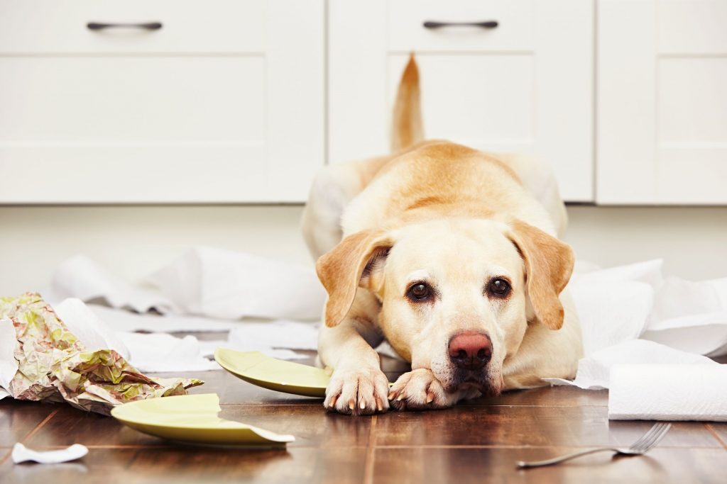 chien qui mets la pagaille