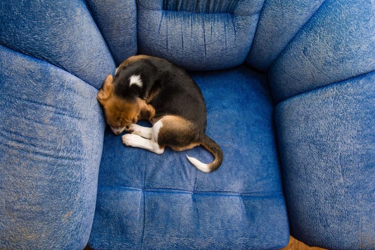 Chien malade en voiture, que faire ? Blog Wouf Wouf