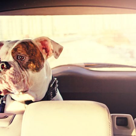 Chien malade en voiture