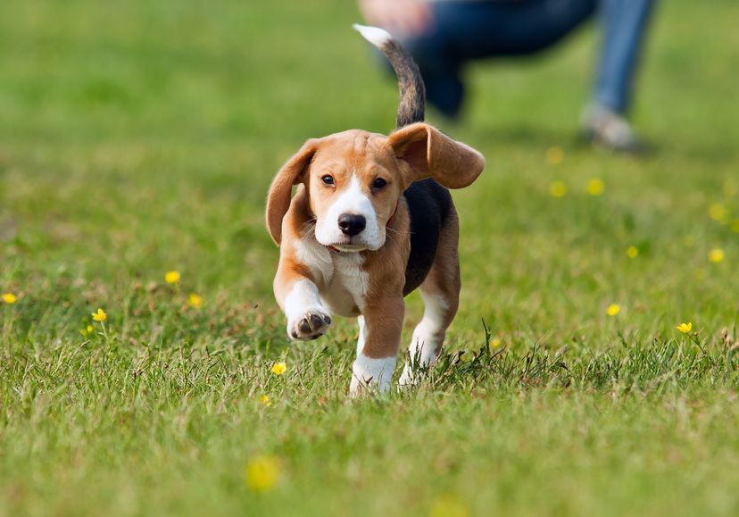 Chiot beagle sur la pelouse