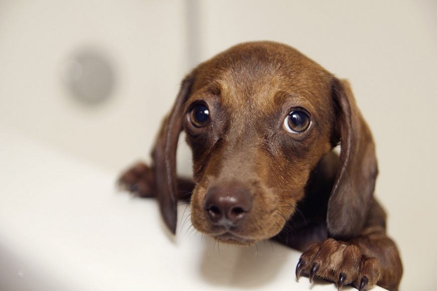 Épanouissement du chien