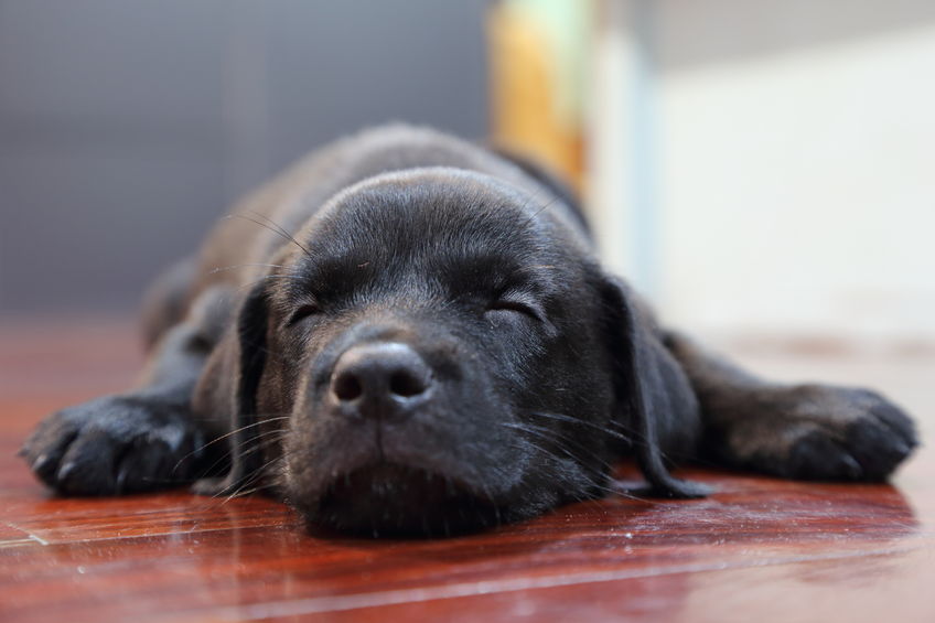 Apprendre la solitude au chien