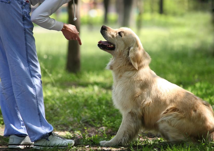 épanouissement du chien avec Wouf Wouf