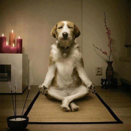 Chien qui fait du yoga