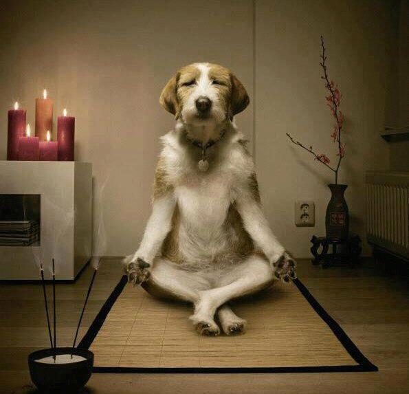 Chien qui fait du yoga