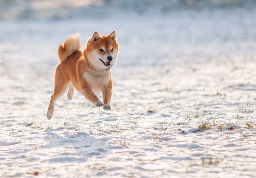 Shiba Inu courant dans la neige