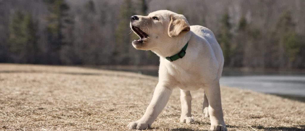 Labrador chiot qui aboie 