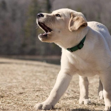 Labrador chiot qui aboie