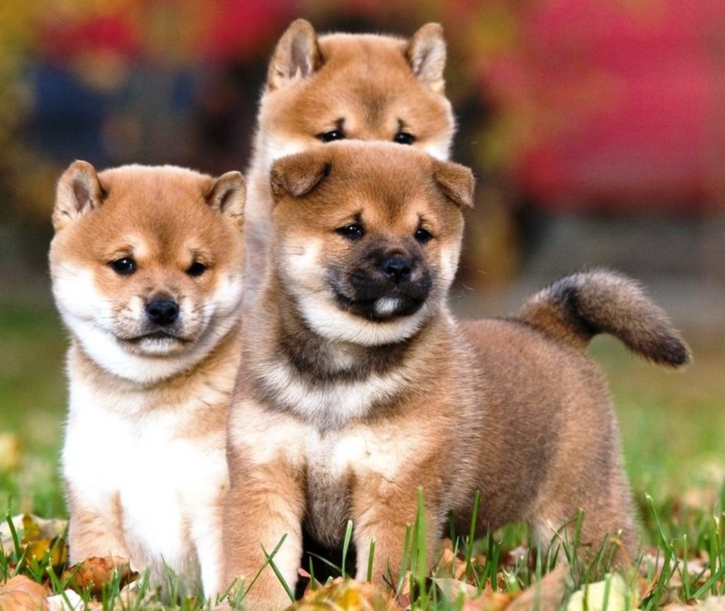 Chiots Shiba Inu