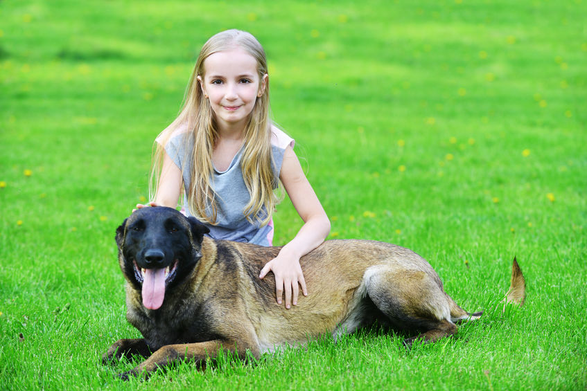 Berger Belge Malinois Caracteristiques Du Chien Blog Wouf Wouf