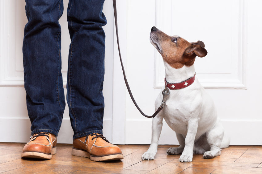 Jack Russel prêt pour la promenade