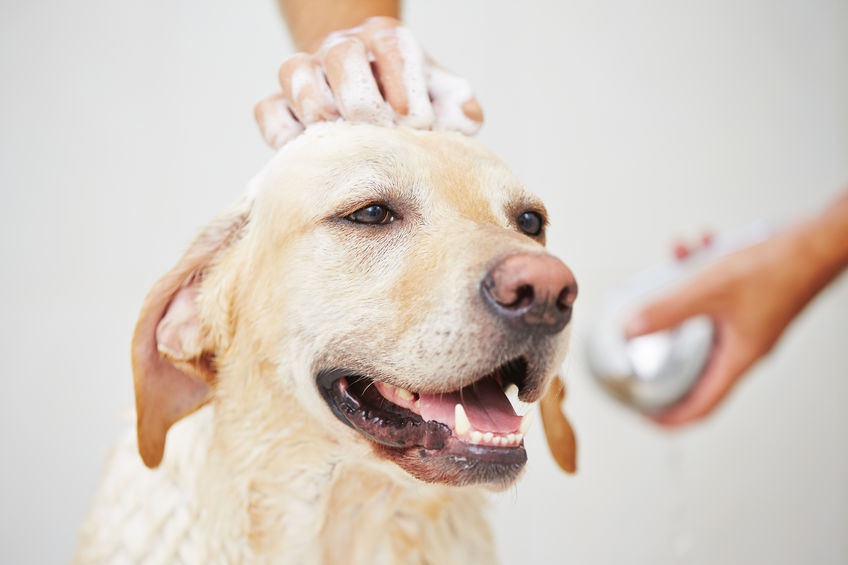 Toilettage pour chien, dans la salle de bain