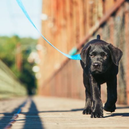 Promenade de chien wouf wouf