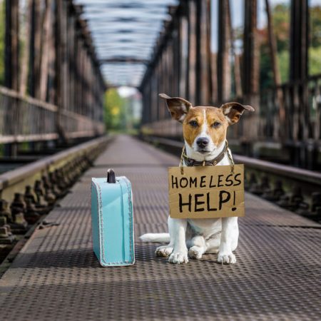 chien perdu avec pancarte