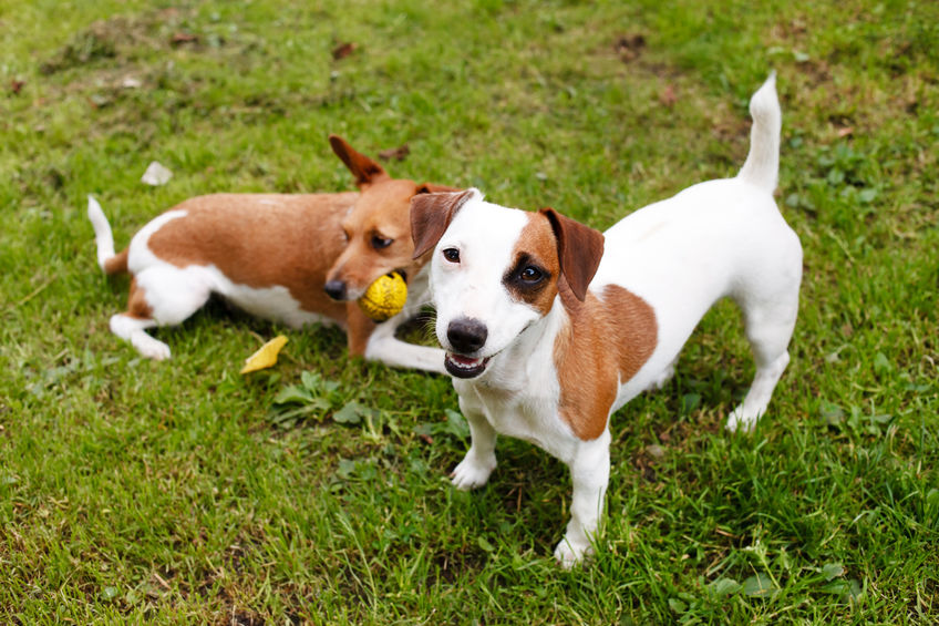 Jack Russel Terrier Caracteristiques Du Chien Blog Wouf Wouf