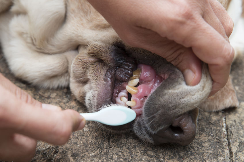 Dents du chien soigner tartre