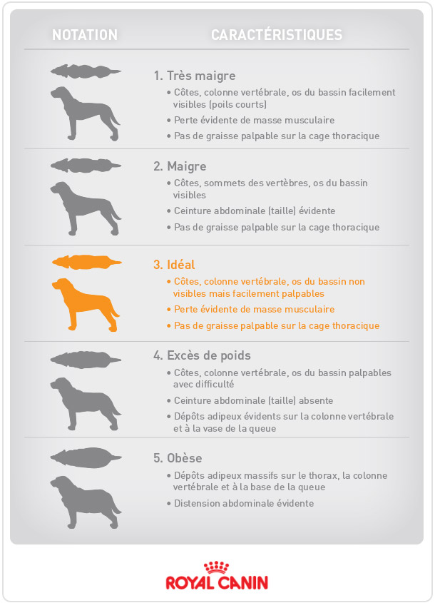 Le poids du chien : echelle de mesure