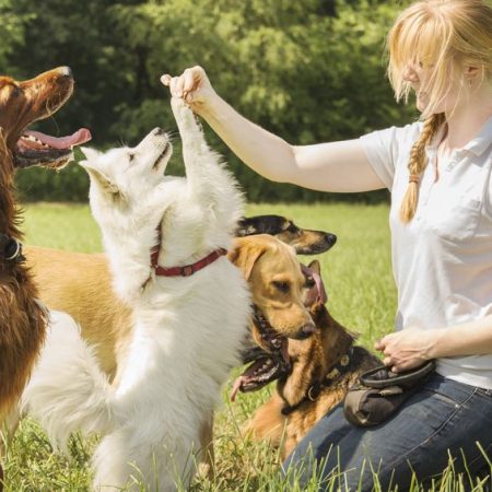 Confier son chien à une pension canine durant vos vacances