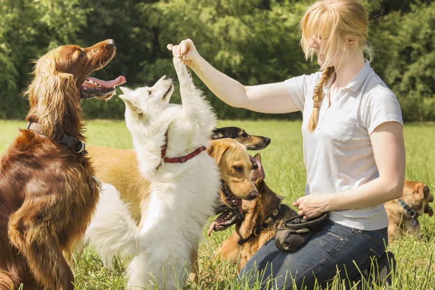 Vivre avec plusieurs chiens 