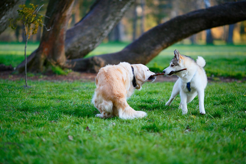 Adolescence chien