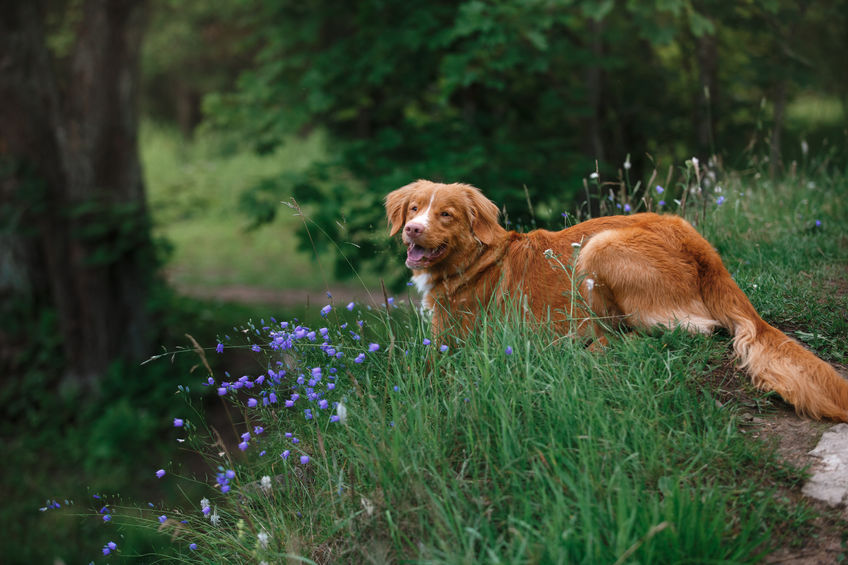 Maison Jardin chien 