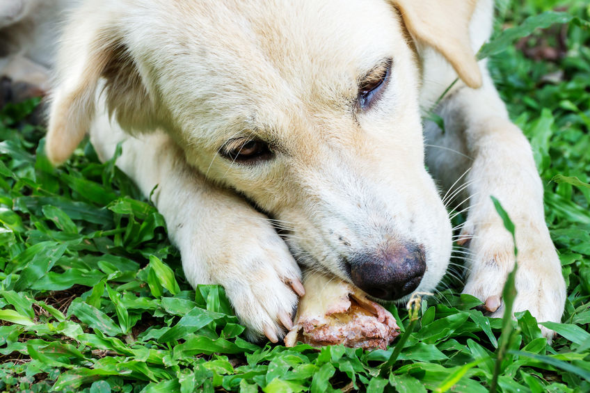 Dents du chien soigner