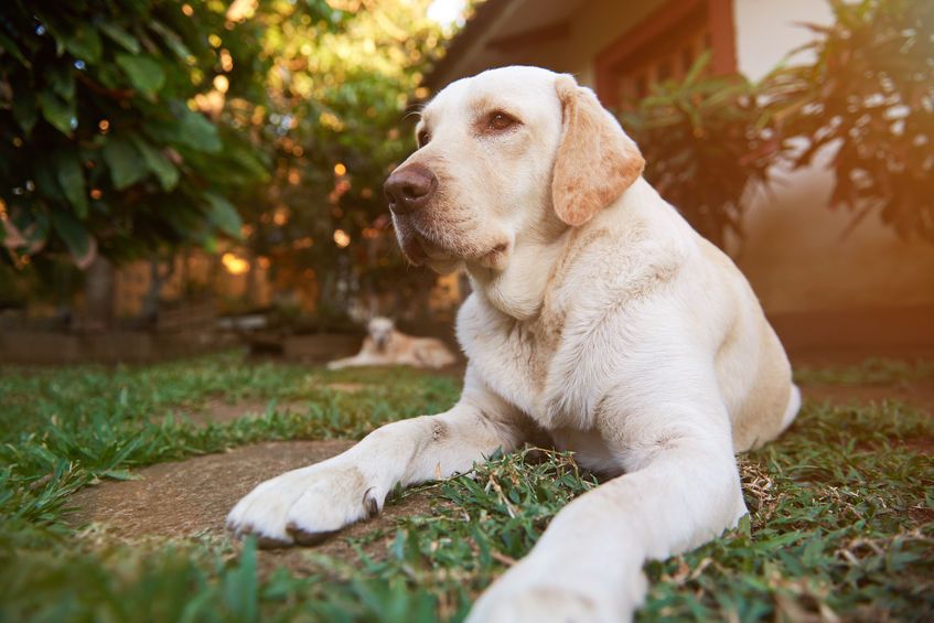 Maison Jardin chien