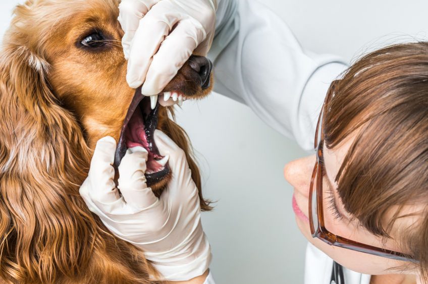 Dents du chien vétérinaire