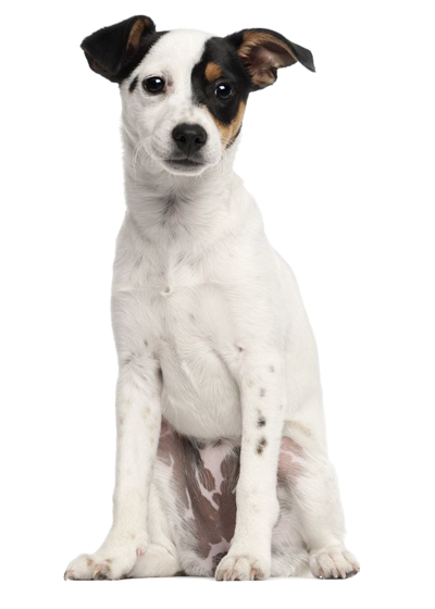 Jack Russel Terrier : Caractéristiques du chien | Blog Wouf Wouf