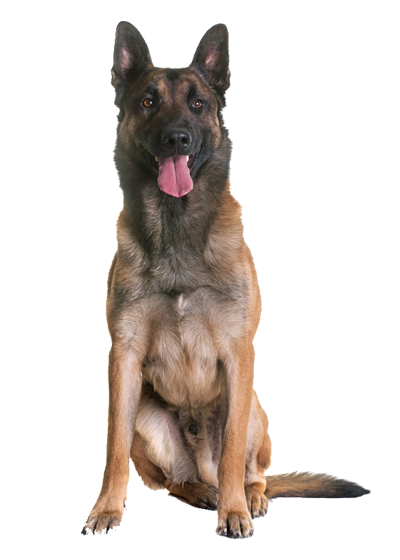 Berger Belge Malinois Caracteristiques Du Chien Blog Wouf Wouf