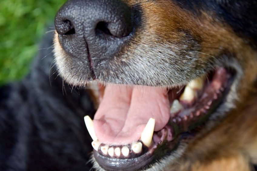 Dents chien santé 