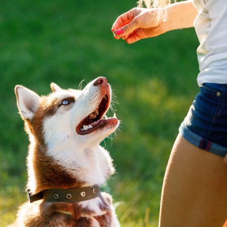 récompense pour éduquer un chien