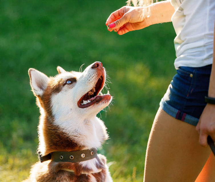 récompense pour éduquer un chien