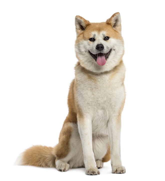 Akita Inu assis