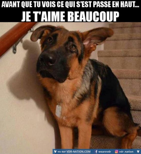 Chien coupable sur Wouf Wouf 