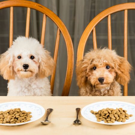 Chiens à table