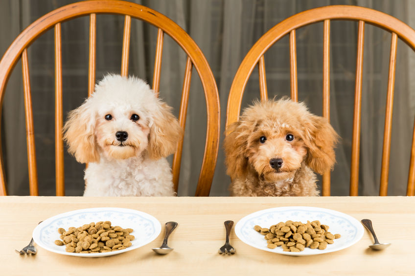 Chiens à table