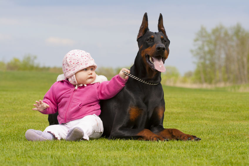 Chien doberman avec enfant