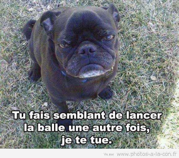 chien pas content