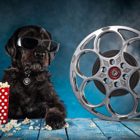 comment occuper son chien