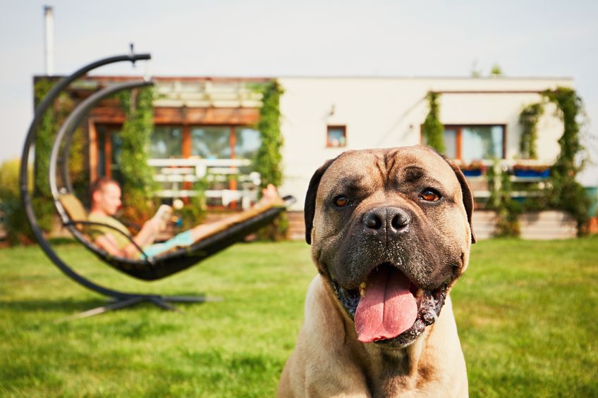 Un dog sitter à la maison pour veiller sur mon chien