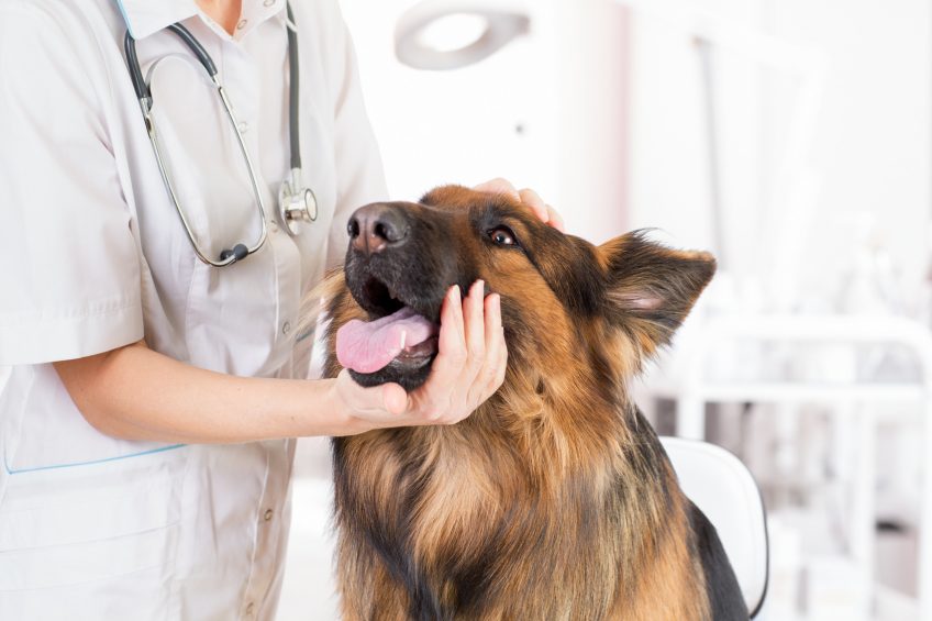Calmer son chien grâce à une aide médicamenteuse