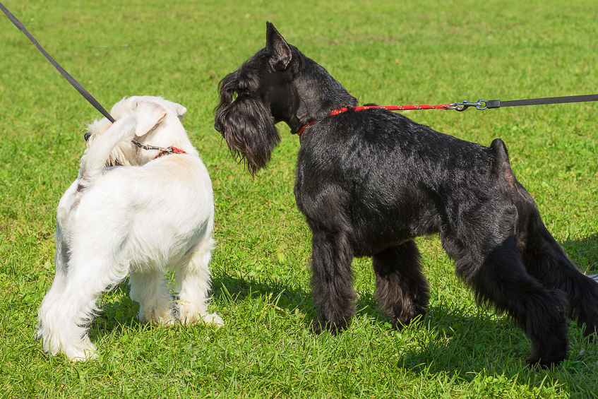 2 Schnauzer dans un jardin