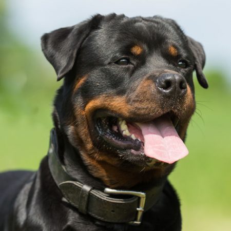 Chien de garde Rottweiler