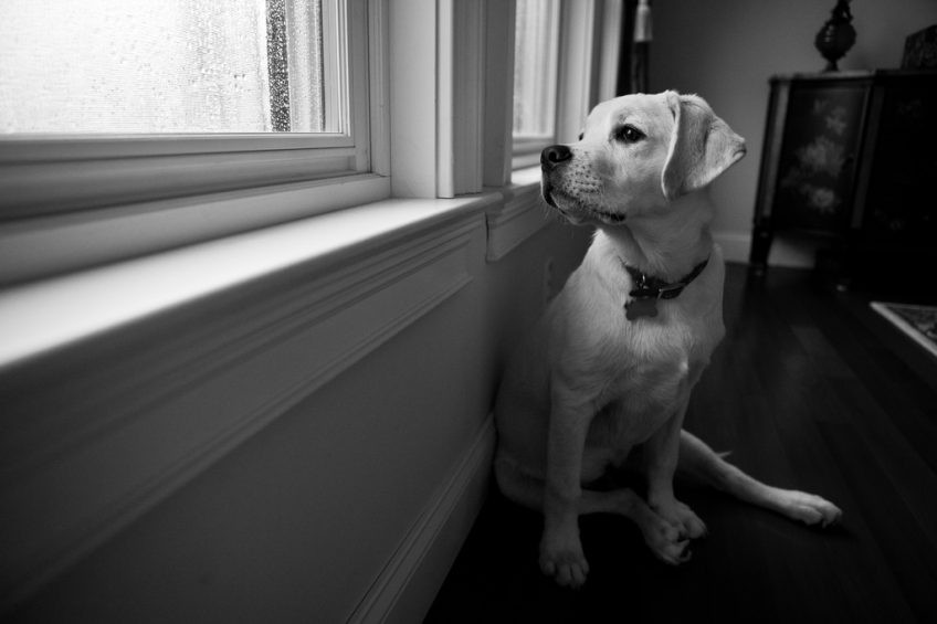 Mon chien a la frousse de l'orage. 