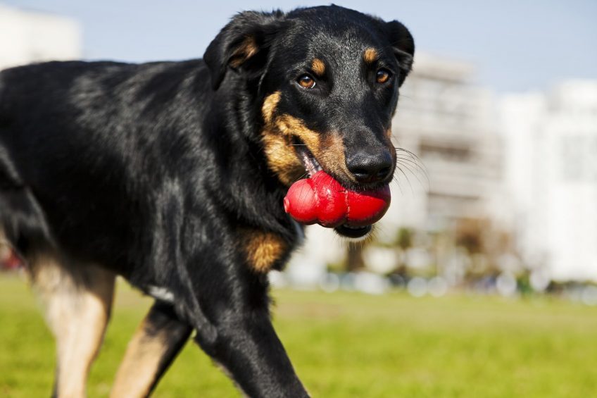 Nourrir son chien autrement. Jouets Kong, distributeur de croquettes 