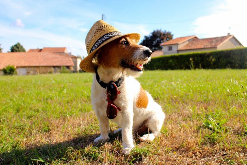Faire garder son chien pendant les vacances