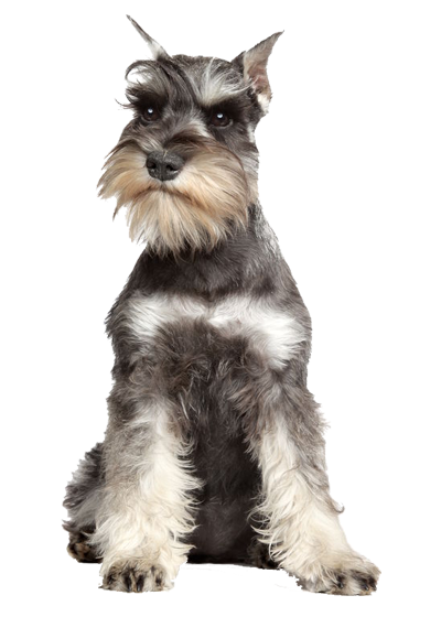 Schnauzer